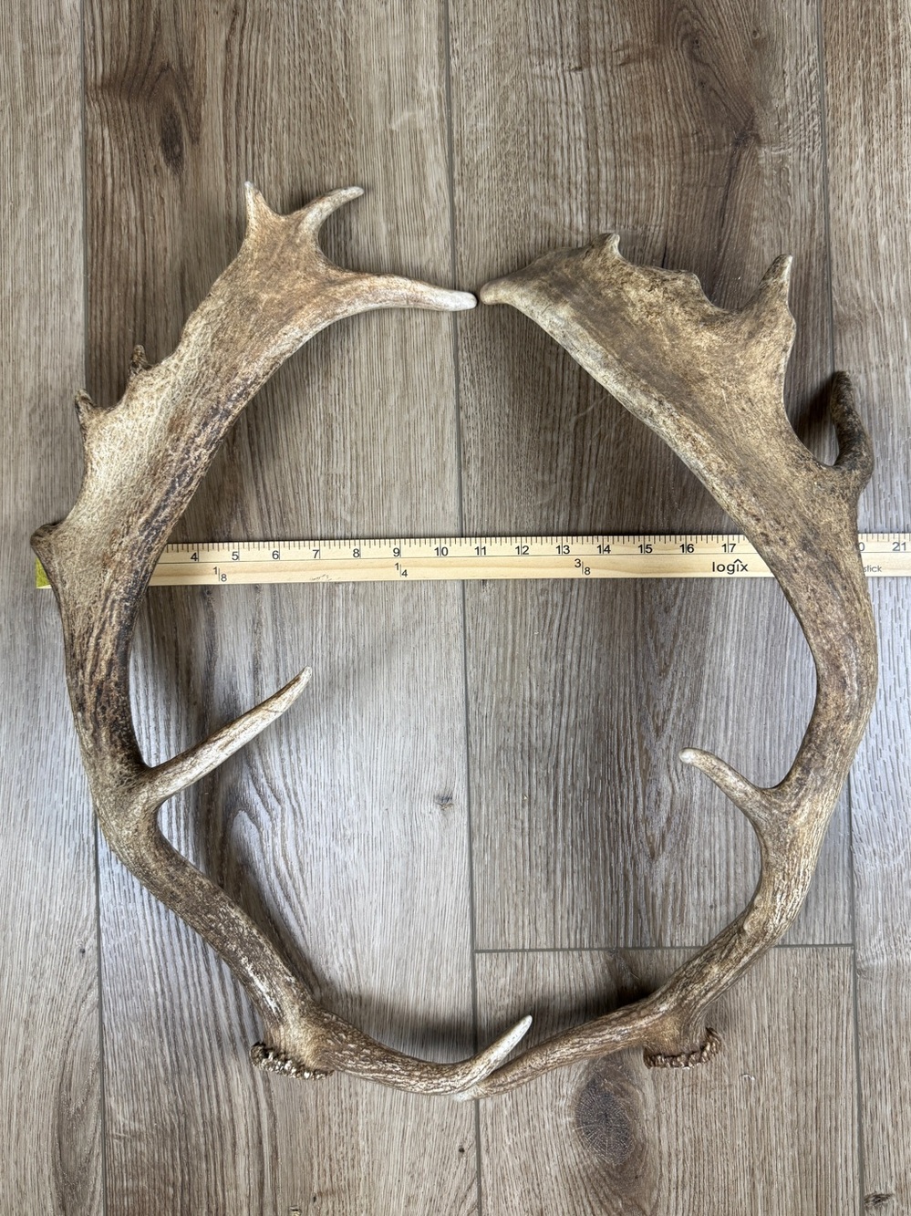 Authentic Naturally Shed Fallow Deer Antlers 1 Pair - Picture 4 of 10